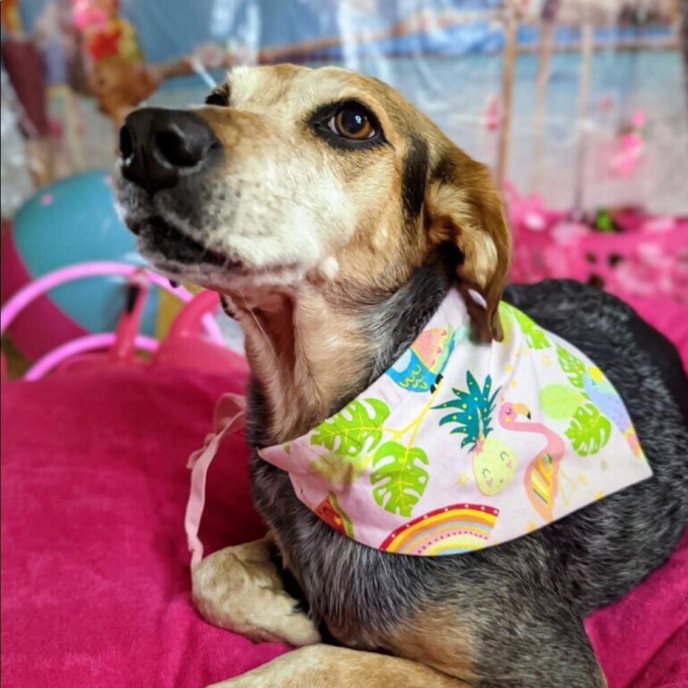dog bandanna - Picture 4 of 9